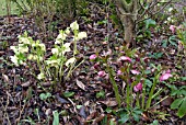 HELLEBORES IN BORDER