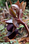 HELLEBORUS