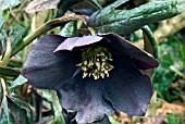 HELLEBORUS X HYBRIDUS