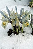 IRIS KATHARINE HODGKIN IN THE SNOW