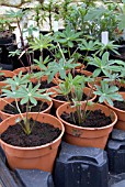 LUPINUS SEEDLINGS