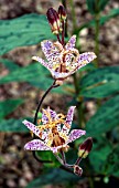 TRICYRTIS FORMOSA SMALL WONDER