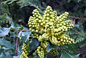 MAHONIA AQUIFOLIUM