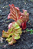 RHUBARB LEAVES UNFURLING FROM NEW GROWTH
