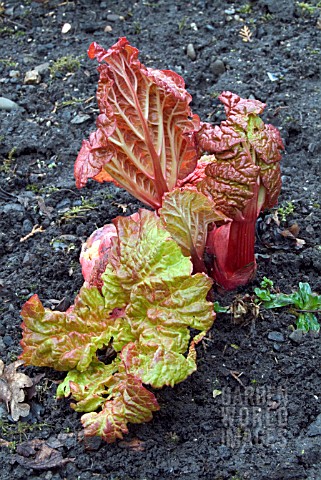 RHUBARB_LEAVES_UNFURLING_FROM_NEW_GROWTH