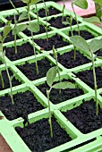 SEEDLINGS,  READY FOR TRANSPLANTING