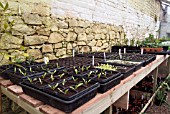 SEEDLINGS ON GREENHOUSE BENCH