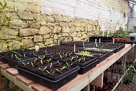 SEEDLINGS_ON_GREENHOUSE_BENCH