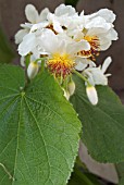 SPARRMANNIA AFRICANA