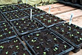 SPROUT SEEDLINGS