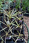 YUCCA BRIGHT EDGE IN POTS