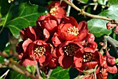 CHAENOMELES X SUPERBA CRIMSON AND GOLD