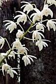 DENDROBIUM X DELICATUM