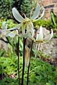 ERYTHRONIUM CALFORNICUM WHITE BEAUTY