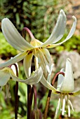 ERYTHRONIUM CALIFORNICUM WHITE BEAUTY