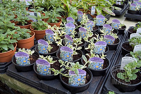 FELICIA_VARIEGATED_IN_POTS_FOR_SALE