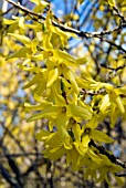 FORSYTHIA X INTERMEDIA SPRING GLORY