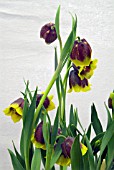 FRITILLARIA MICHAILOVSKYI