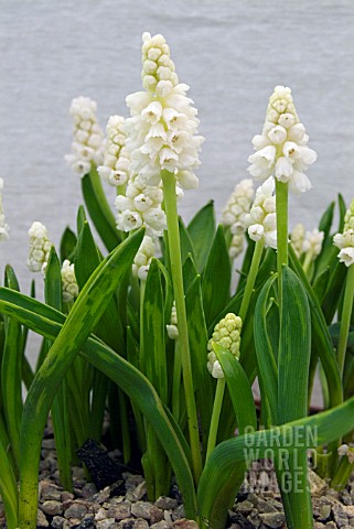 MUSCARI_AZUREUM_ALBUM