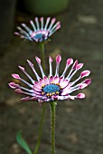 OSTEOSPERMUM HYBRID CULTIVAR