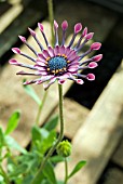 OSTEOSPERMUM HYBRID CULTIVARS