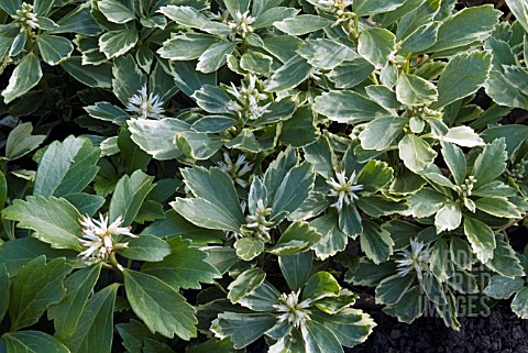 PACHYSANDRA_TERMINALIS_VARIEGATA