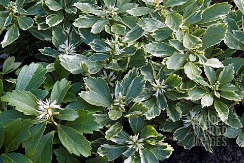 PACHYSANDRA_TERMINALIS_VARIEGATA