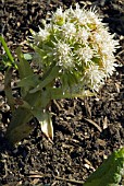 PETASITES ALBUS