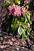 PIERIS JAPONICA FLAMINGO