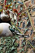 PRUNING ROSE BUSH