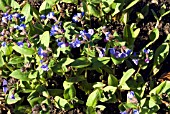 PULMONARIA ANGUSTIFOLIA MUNSTEAD BLUE