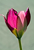 TULIPA PULCHELLA PERSIAN PEARL