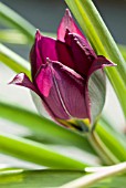 TULIPA HUMILIS PERSIAN PEARL