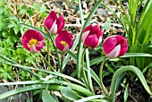 TULIPA PULCHELLA,  PERSIAN PEARL