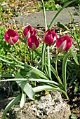 TULIPA PULCHELLA PERSIAN PEARL