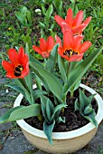 TULIPS IN POT