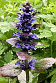 AJUGA REPTANS  BRAUNHERTZ