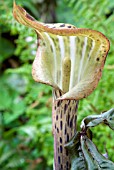 ARISAEMA NEPENTHOIDES, (JACK IN THE PULPITS)
