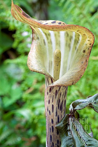 ARISAEMA_NEPENTHOIDES_JACK_IN_THE_PULPITS