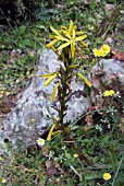 ASPHODELINE LUTEA