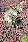 ASTRANTIA BUCKLAND