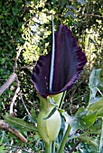 DRACUNCULUS VULGARIS,  DRAGON ARUM