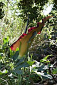 DRACUNCULUS VULGARIS,  DRAGON ARUM