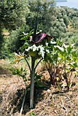 DRACUNCULUS VULGARIS,  DRAGON ARUM,   GROWING IN THE WILD