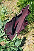 DRACUNCULUS VULGARIS,  DRAGON ARUM