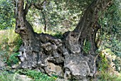 DRACUNCULUS VULGARIS GROWING ON OLIVE TREE IN CRETE