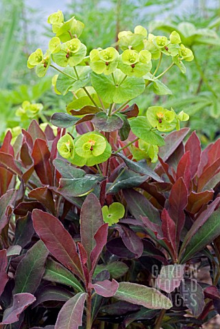 EUPHORBIA_CRAIGIEBURN