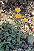 GLAUCIUM FLAVUM,  YELLOW HORNED POPPY