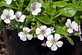 GYPSOPHILA CERASTIOIDES