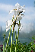 IRIS SIBIRICA ALBA